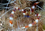 Image result for Stenopus hispidus Geslacht. Size: 147 x 100. Source: www.picture-worl.org