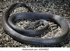 Image result for Colubridae Family. Size: 138 x 100. Source: www.shutterstock.com