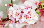 Image result for Cherry Blossom. Size: 153 x 100. Source: www.pixelstalk.net
