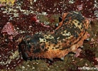 Image result for Stichopus horrens Anatomie. Size: 138 x 100. Source: reeflifesurvey.com