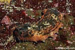 Stichopus horrens Dieet కోసం చిత్ర ఫలితం. పరిమాణం: 150 x 100. మూలం: reeflifesurvey.com