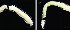 Afbeeldingsresultaten voor "nereis Elitoralis". Grootte: 234 x 100. Bron: www.researchgate.net