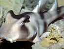 Afbeeldingsresultaten voor Crested Horn Shark egg. Grootte: 131 x 100. Bron: animalia-life.club