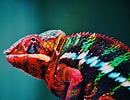 Résultat d’image pour caméléon couleur. Taille: 130 x 100. Source: www.pexels.com