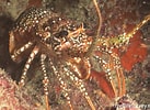 "panulirus Regius" に対する画像結果.サイズ: 137 x 100。ソース: reeflifesurvey.com