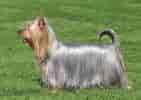 Billedresultat for Silky Terrier. størrelse: 141 x 100. Kilde: www.dog-learn.com