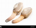 Image result for Clam Siphon. Size: 125 x 100. Source: www.alamy.com