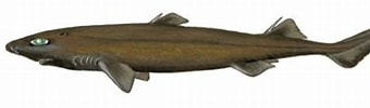 Image result for "etmopterus Princeps". Size: 340 x 90. Source: fish-commercial-names.ec.europa.eu