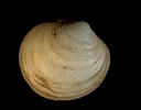 Image result for "diplodonta Rotundata". Size: 128 x 100. Source: www.habitas.org.uk