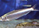 Image result for "sardina Pilchardus". Size: 135 x 100. Source: www.aquaportail.com