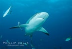 Image result for "carcharhinus Perezi". Size: 145 x 100. Source: www.oceanlight.com