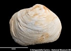 Image result for "thracia Distorta". Size: 139 x 100. Source: naturalhistory.museumwales.ac.uk