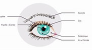 Résultat d’image pour Pupille des yeux. Taille: 182 x 100. Source: www.schoolmouv.fr
