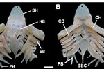 Afbeeldingsresultaten voor "scyliorhinus Haeckelii". Grootte: 150 x 100. Bron: www.researchgate.net