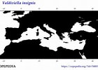 Image result for "valdiviella Insignis". Size: 140 x 100. Source: www.st.nmfs.noaa.gov