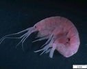 Image result for "leptocheirus Hirsutimanus". Size: 127 x 100. Source: www.researchgate.net
