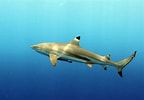 Image result for "carcharhinus Melanopterus". Size: 144 x 100. Source: fishesofaustralia.net.au