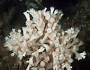 Image result for Lophelia pertusa Geslacht. Size: 129 x 100. Source: www.seawater.no