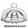 Image result for "botrynema Brucei". Size: 99 x 100. Source: www.arcodiv.org