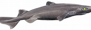 Image result for "etmopterus Princeps". Size: 303 x 98. Source: www.sharks.org