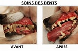 Résultat d’image pour dents du chien. Taille: 154 x 100. Source: www.naturedechien.fr