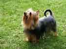 Billedresultat for Silky Terrier. størrelse: 135 x 100. Kilde: www.dog-learn.com