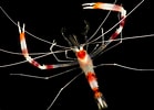 Image result for Stenopus hispidus. Size: 139 x 100. Source: www.joelsartore.com