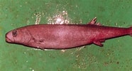 Image result for "tetragonurus Cuvieri". Size: 186 x 100. Source: www.fishbiosystem.ru