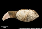 Image result for "zirfaea Crispata". Size: 143 x 100. Source: naturalhistory.museumwales.ac.uk