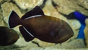Image result for Black Triggerfish Habitat. Size: 175 x 100. Source: kidadl.com