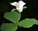 Image result for White Trillium. Size: 123 x 100. Source: www.pinterest.com