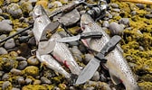 Image result for Gone Fishing Knives. Size: 168 x 100. Source: www.flickr.com