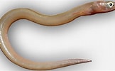 Image result for "echelus Myrus". Size: 162 x 100. Source: katalog-vretencarjev-slovenije.si