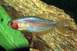 Image result for "pachycara Crassiceps". Size: 151 x 100. Source: www.fishipedia.fr