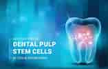 Dental Pulp Stem Cell-साठीचा प्रतिमा निकाल. आकार: 157 x 100. स्रोत: www.kosheeka.com