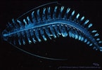 Image result for Tomopteris Krampi Geslacht. Size: 145 x 100. Source: biolum.eemb.ucsb.edu