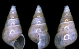 Afbeeldingsresultaten voor "odostomia Acuta". Grootte: 162 x 100. Bron: www.verderealta.it