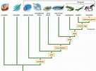 Afbeeldingsresultaten voor Starfish Phylogenetic Tree. Grootte: 136 x 100. Bron: seaandfishworld.blogspot.com