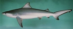 Image result for "carcharhinus Hemiodon". Size: 254 x 100. Source: www.pmfias.com