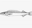 Image result for "nealotus Tripes". Size: 112 x 100. Source: fishbiosystem.ru