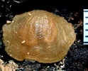 Image result for "platidia Anomioides". Size: 124 x 100. Source: paleopolis.rediris.es