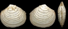 Image result for "myrtea Spinifera". Size: 233 x 100. Source: www.idscaro.net