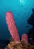 Image result for "rissoa Porifera". Size: 69 x 100. Source: thedopestbiologyproject.weebly.com