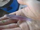 Image result for Cetopsis candiru. Size: 133 x 100. Source: www.planetcatfish.com