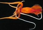 Image result for Mastigoteuthis Anatomie. Size: 142 x 100. Source: alchetron.com