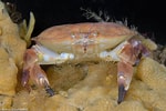 Image result for krabben soorten. Size: 150 x 100. Source: www.natuurfotografie.nl