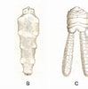 Afbeeldingsresultaten voor "sarsicytheridea Bradii". Grootte: 99 x 100. Bron: www.researchgate.net