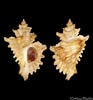 Afbeeldingsresultaten voor "ocenebra Erinacea". Grootte: 93 x 100. Bron: www.colleconline.com