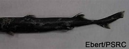 Image result for Etmopterus pusillus. Size: 264 x 99. Source: shark-references.com