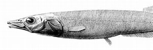 Image result for Conocara macropterum Familie. Size: 301 x 79. Source: creazilla.com